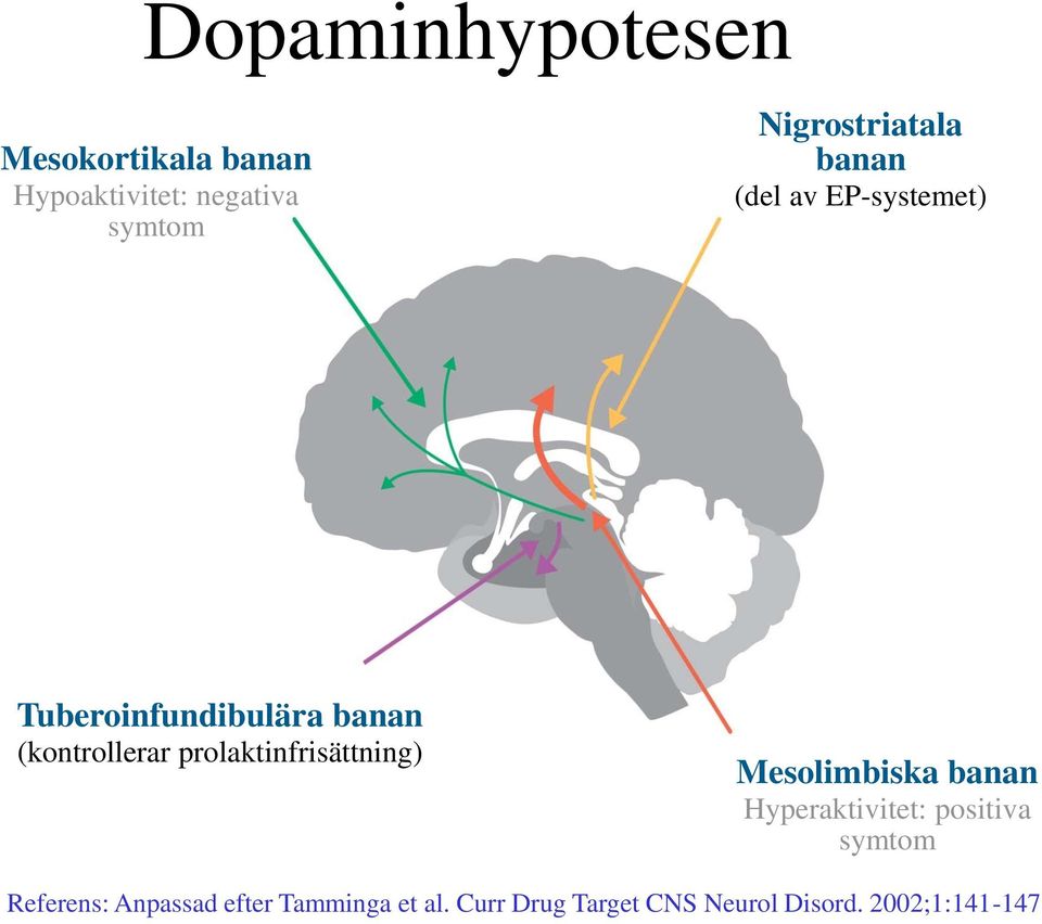 (kontrollerar prolaktinfrisättning) Mesolimbiska banan Hyperaktivitet: