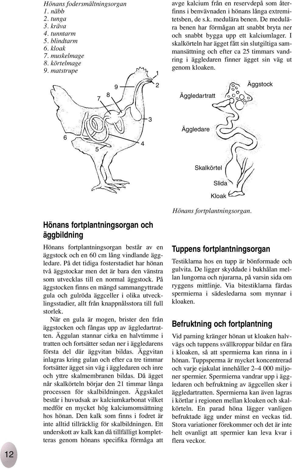 De medulära benen har förmågan att snabbt bryta ner och snabbt bygga upp ett kalciumlager.