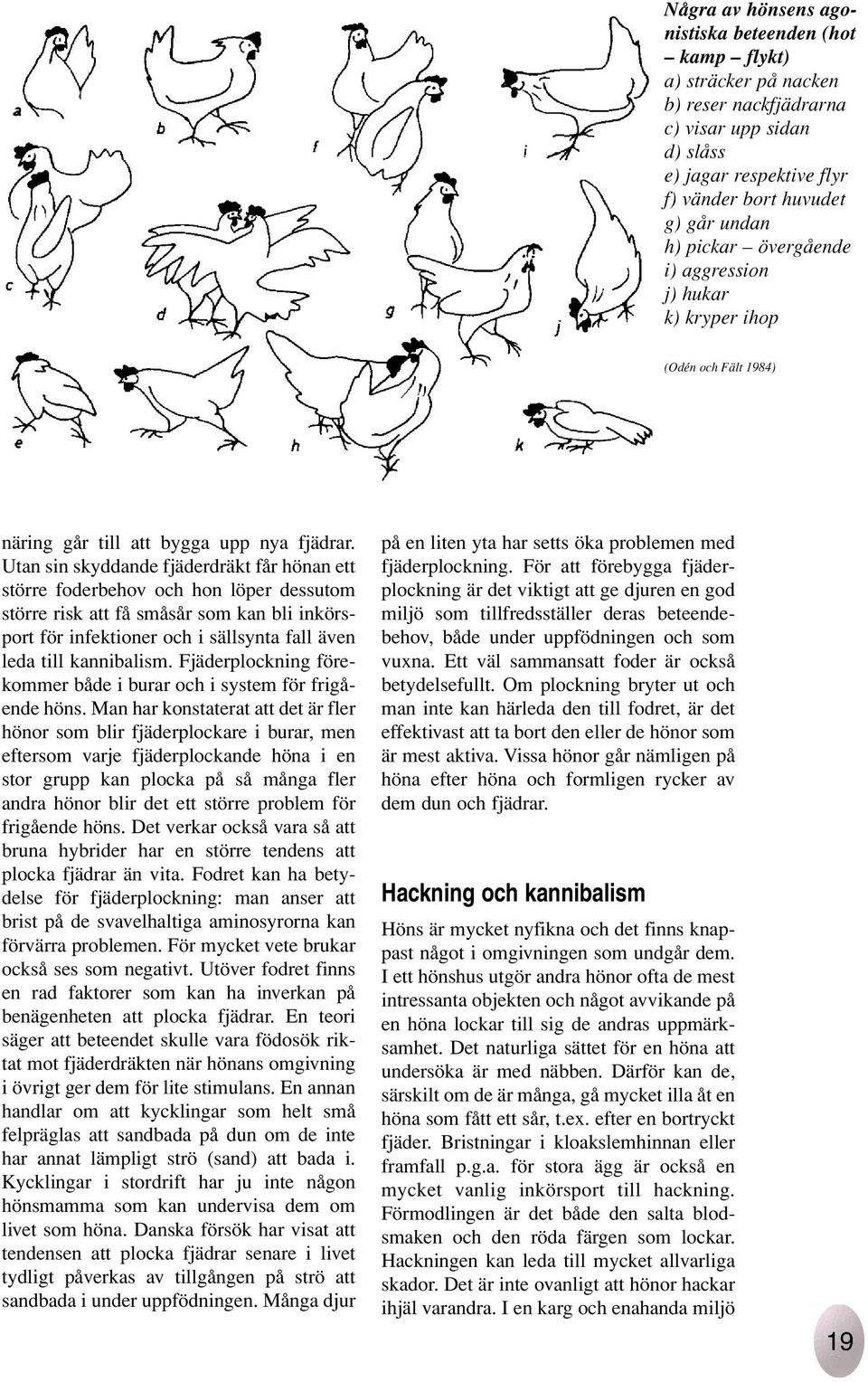 Utan sin skyddande fjäderdräkt får hönan ett större foderbehov och hon löper dessutom större risk att få småsår som kan bli inkörsport för infektioner och i sällsynta fall även leda till kannibalism.