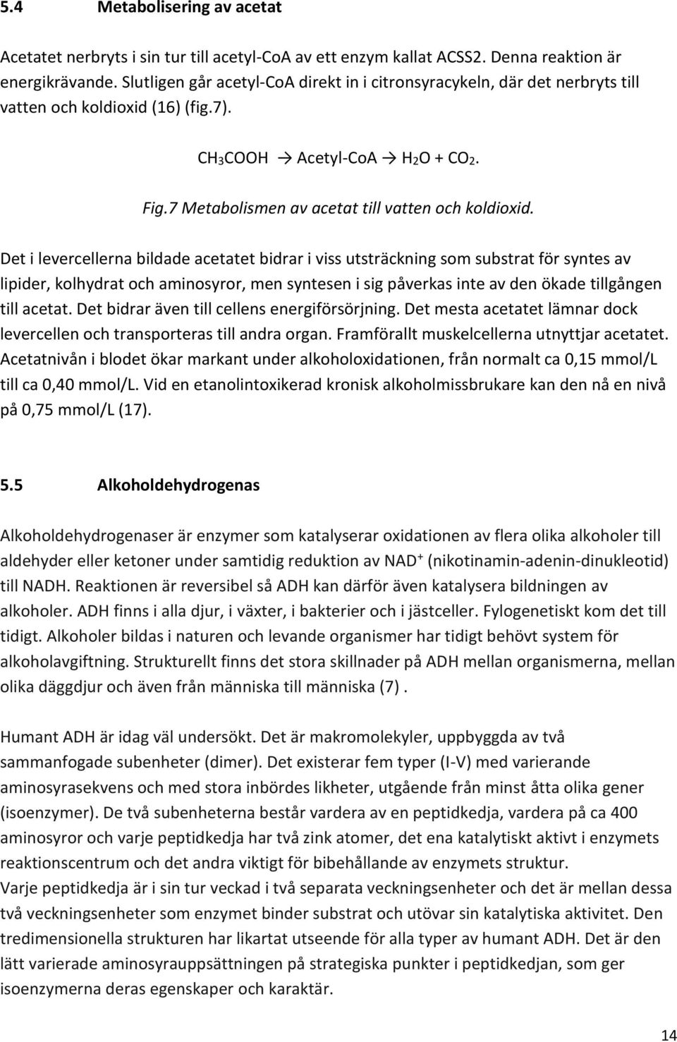 Det i levercellerna bildade acetatet bidrar i viss utsträckning som substrat för syntes av lipider, kolhydrat och aminosyror, men syntesen i sig påverkas inte av den ökade tillgången till acetat.