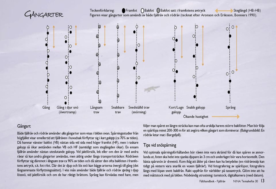 Gång Gång i djur snö Långsam Snabbare Snedställd trav Kort/Lugn Snabb galopp Språng (övertramp) trav trav (snörning) galopp Ökande hastighet Gångart Både fjällräv och rödräv använder alla gångarter