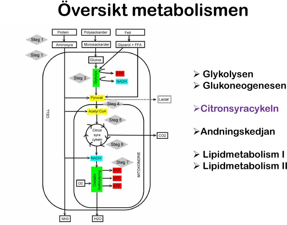 Citronsyracykeln