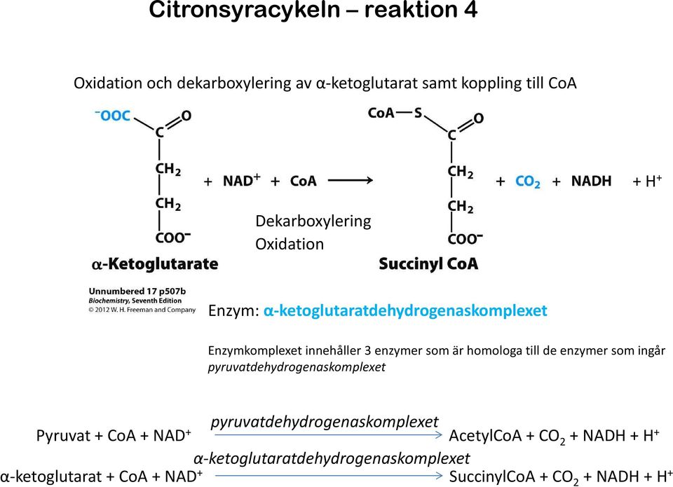 homologa till de enzymer som ingår pyruvatdehydrogenaskomplexet Pyruvat+ CoA+ NAD + pyruvatdehydrogenaskomplexet