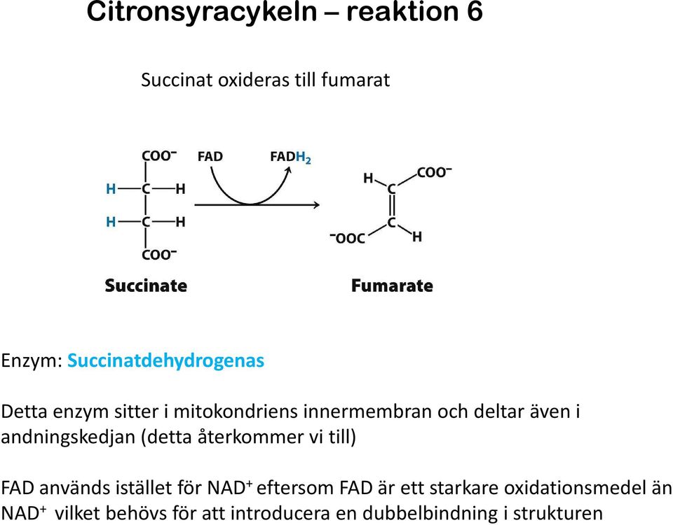 andningskedjan (detta återkommer vi till) FAD används istället för NAD + eftersom FAD