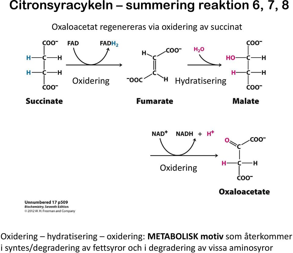 Oxidering Oxidering hydratisering oxidering: METABOLISK motiv som