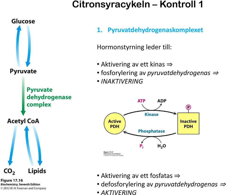 Aktivering av ett kinas fosforylering av