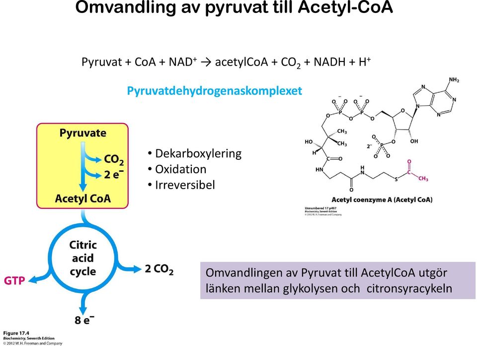 Dekarboxylering Oxidation Irreversibel Omvandlingen av