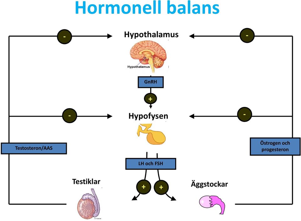 Testosteron/AAS Östrogen och