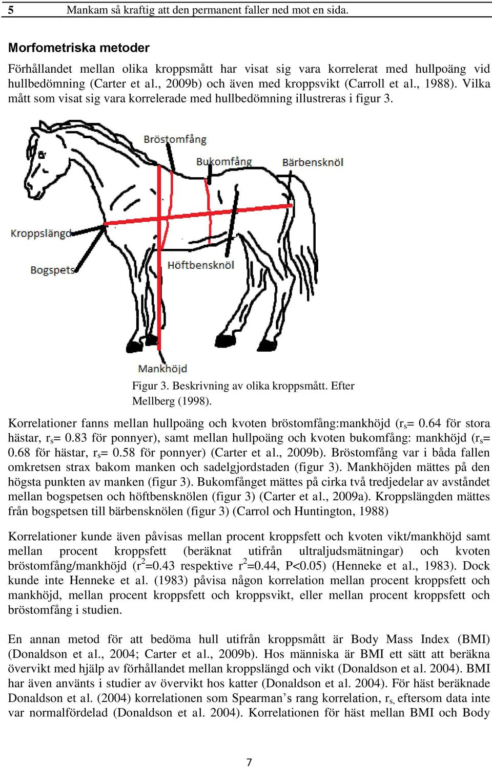 Efter Mellberg (1998). Korrelationer fanns mellan hullpoäng och kvoten bröstomfång:mankhöjd (r s = 0.64 för stora hästar, r s = 0.