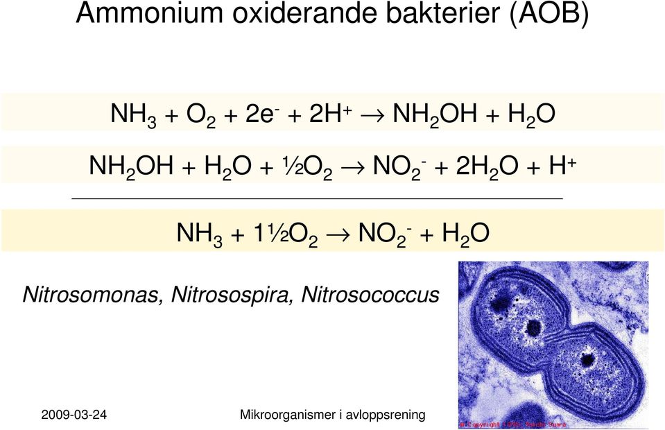 H + NH 3 + 1½O 2 NO 2- + H 2 O Nitrosomonas, Nitrosospira,