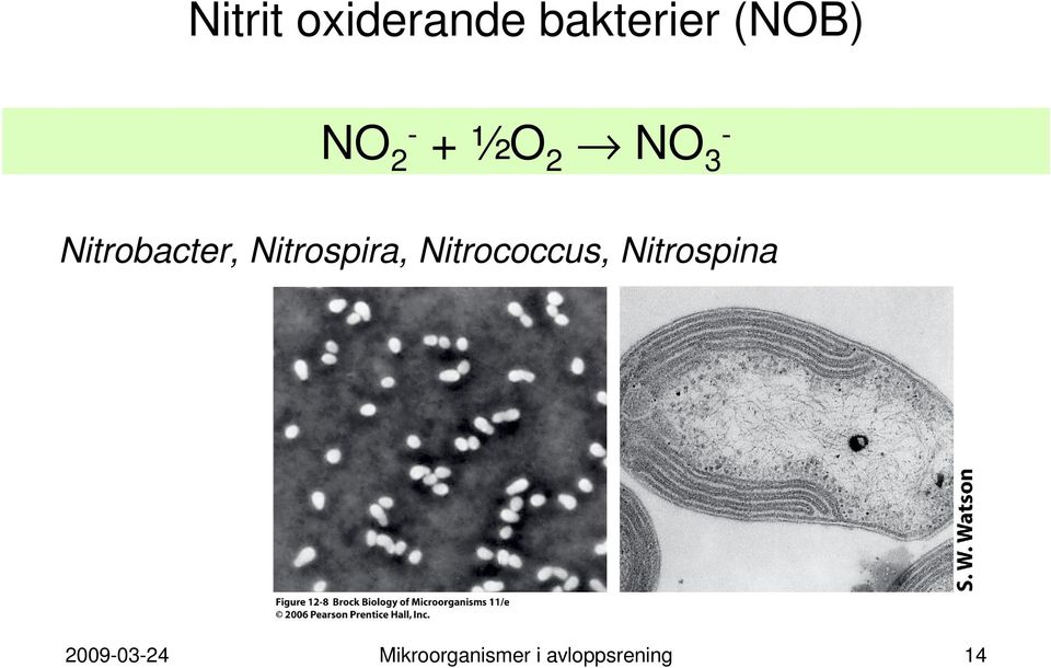 Nitrospira, Nitrococcus, Nitrospina