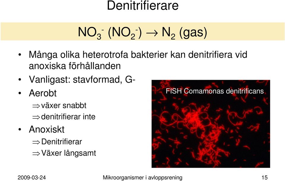 Comamonas denitrificans Aerobt växer snabbt denitrifierar inte Anoxiskt