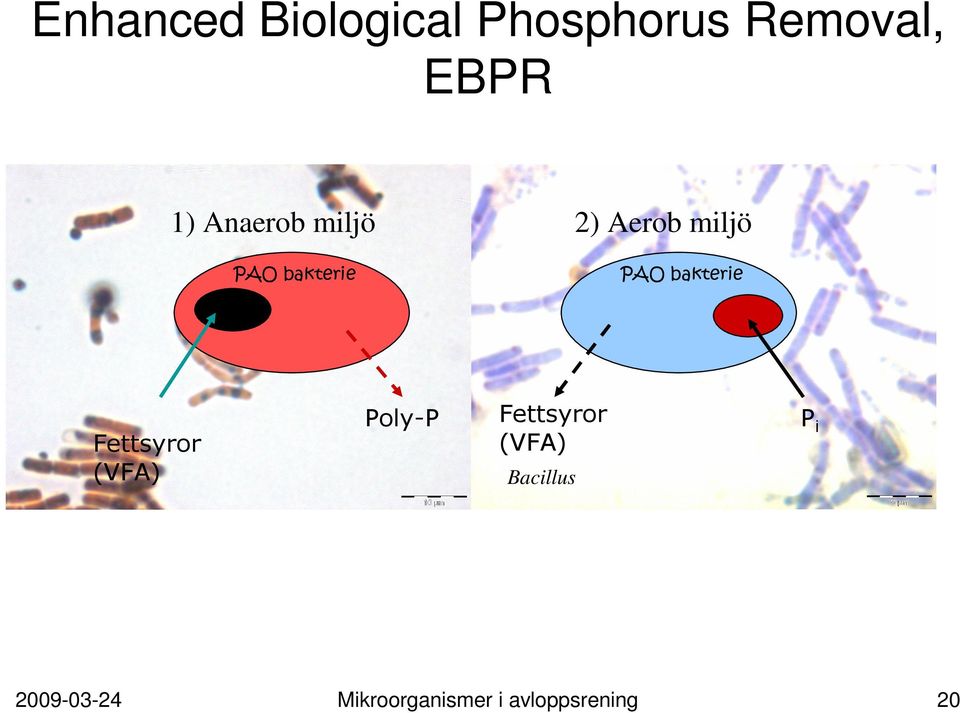 bakterie Poly-P Fettsyror (VFA) 2009-03-24