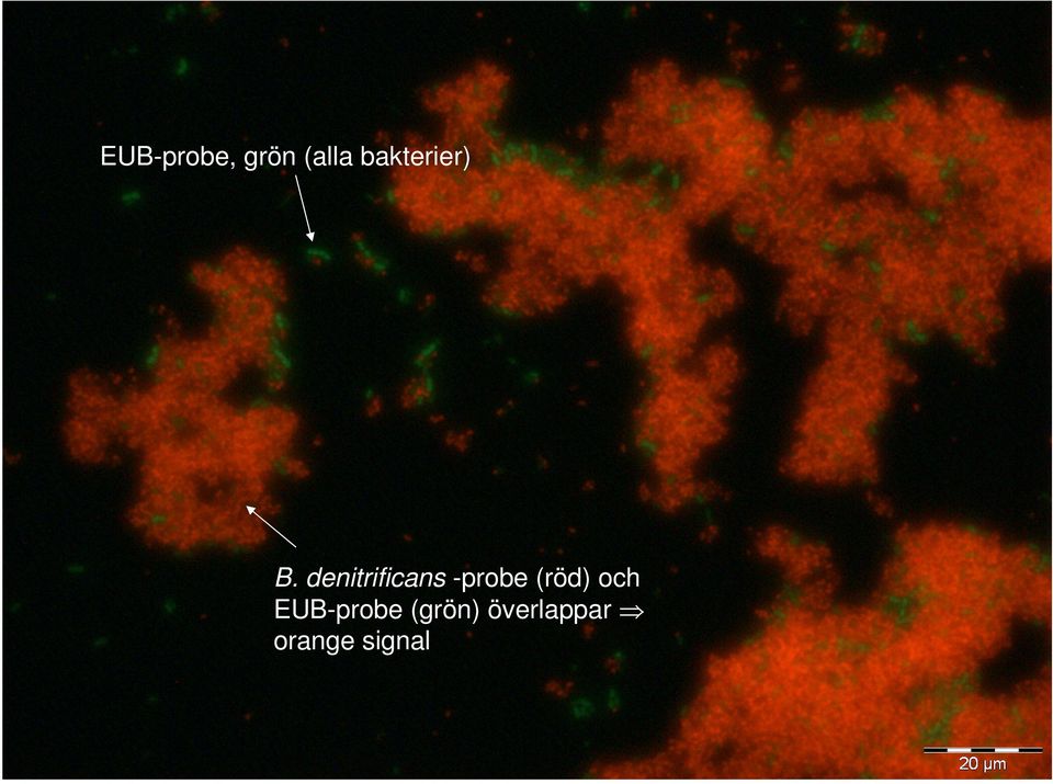 EUB-probe (grön) överlappar orange