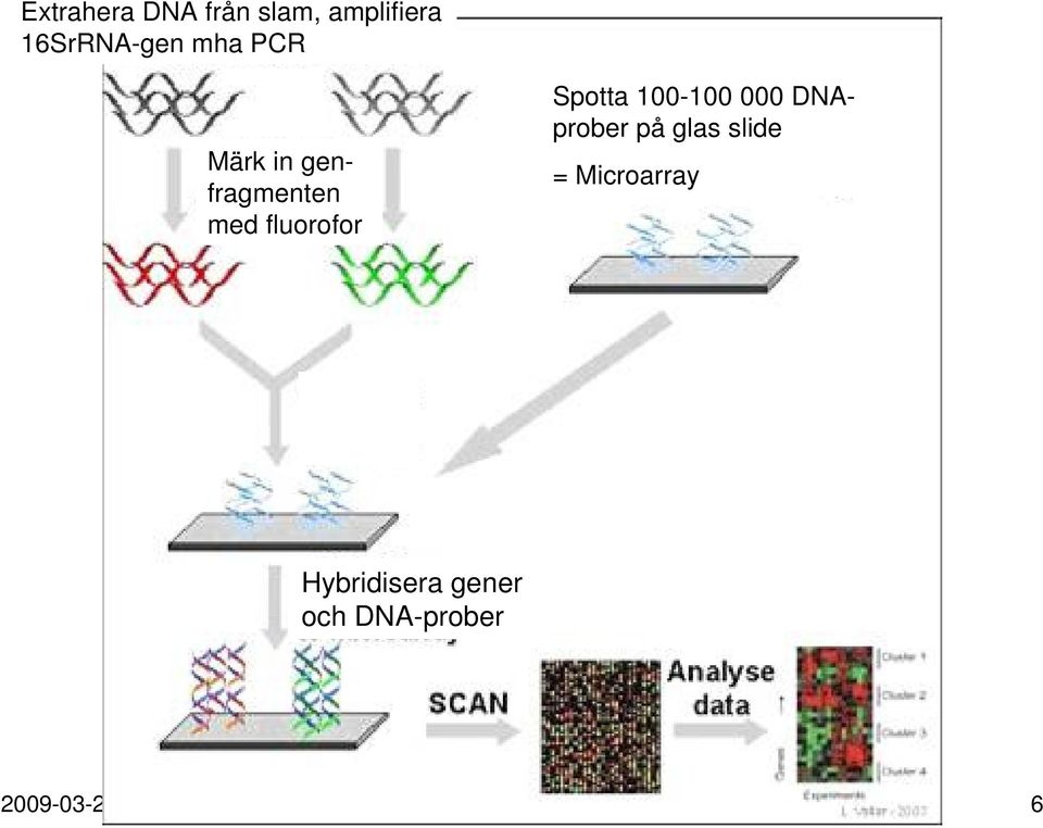 DNAprober på glas slide = Microarray Hybridisera gener