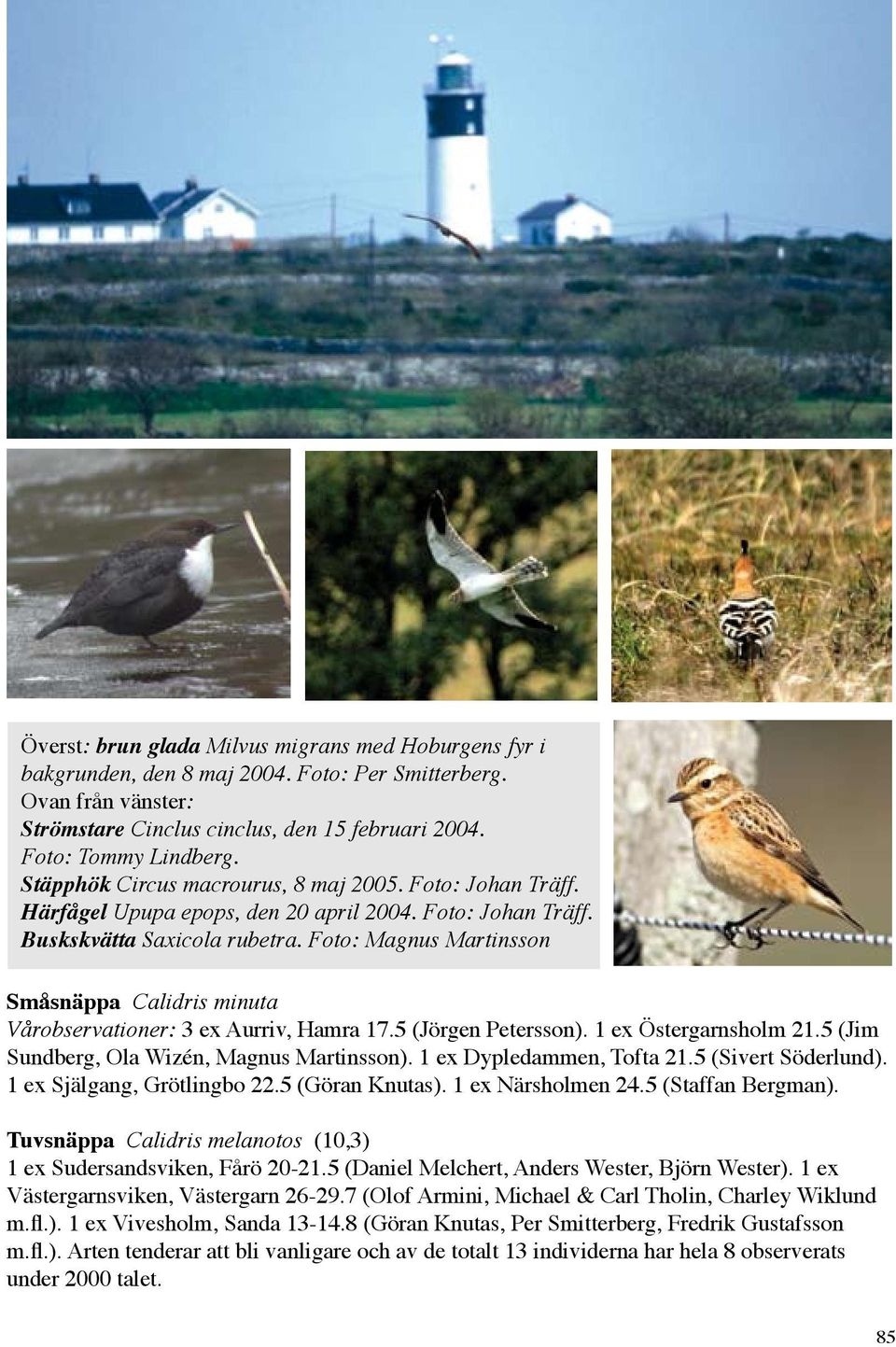 Foto: Magnus Martinsson Småsnäppa Calidris minuta Vårobservationer: 3 ex Aurriv, Hamra 17.5 (Jörgen Petersson). 1 ex Östergarnsholm 21.5 (Jim Sundberg, Ola Wizén, Magnus Martinsson).