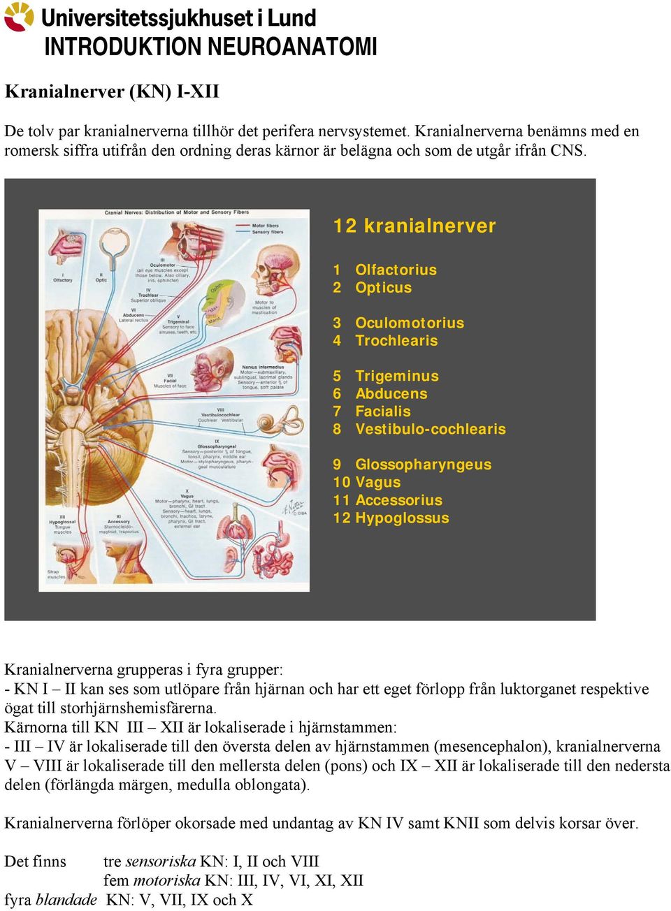 12 kranialnerver 1 Olfactorius 2 Opticus 3 Oculomotorius 4 Trochlearis 5 Trigeminus 6 Abducens 7 Facialis 8 Vestibulo-cochlearis 9 Glossopharyngeus 10 Vagus 11 Accessorius 12 Hypoglossus