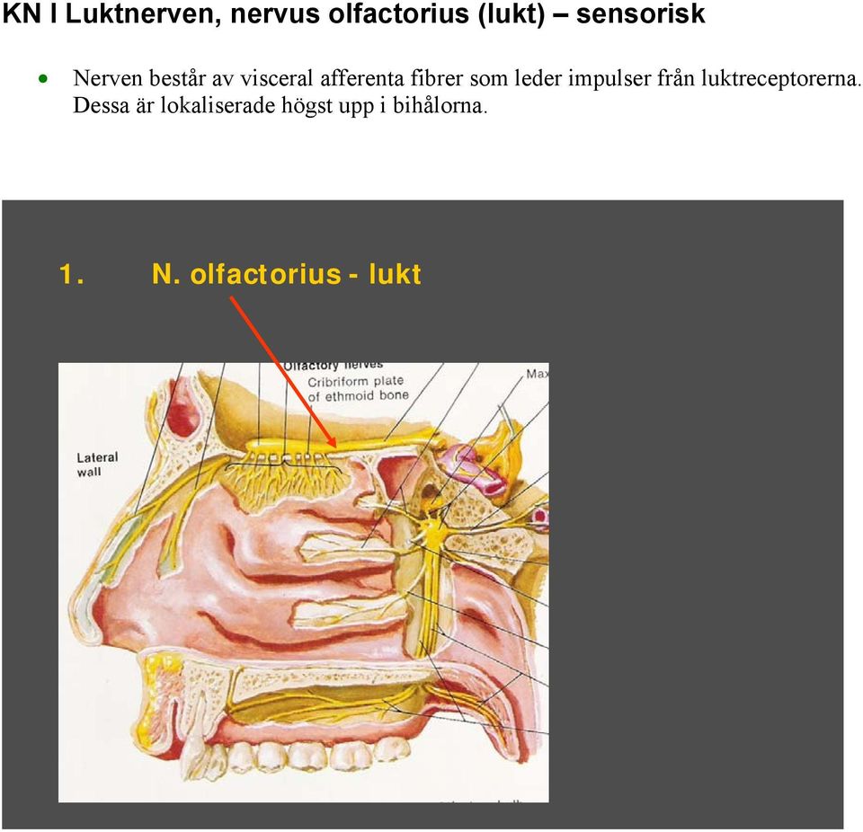 fibrer som leder impulser från luktreceptorerna.