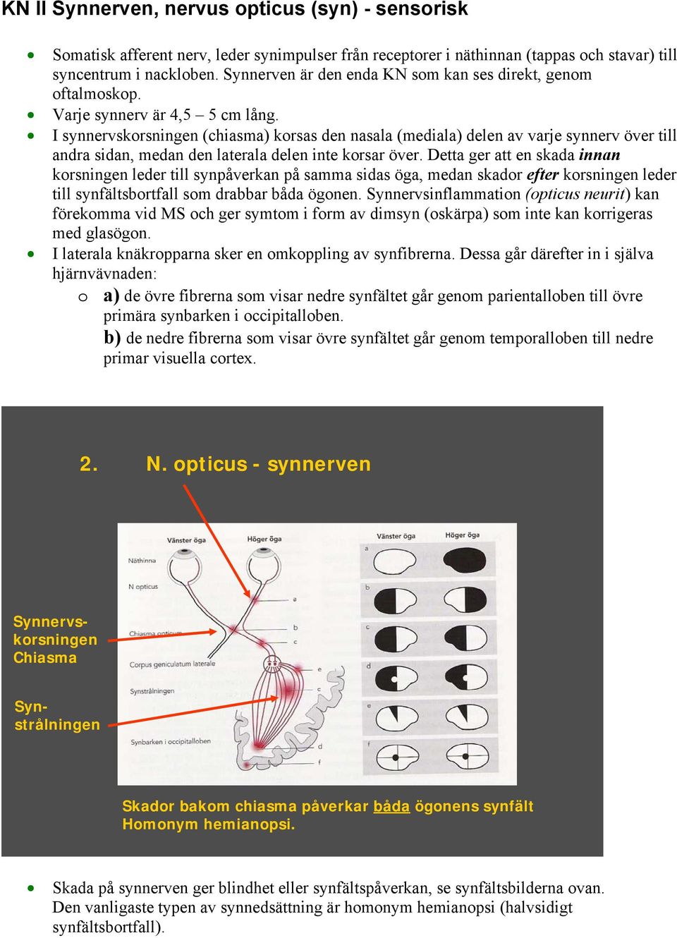 I synnervskorsningen (chiasma) korsas den nasala (mediala) delen av varje synnerv över till andra sidan, medan den laterala delen inte korsar över.