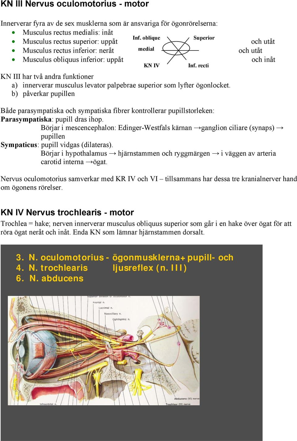 recti KN III har två andra funktioner a) innerverar musculus levator palpebrae superior som lyfter ögonlocket.