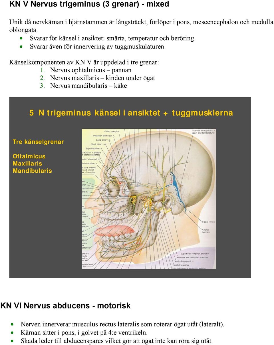Nervus ophtalmicus pannan 2. Nervus maxillaris kinden under ögat 3.