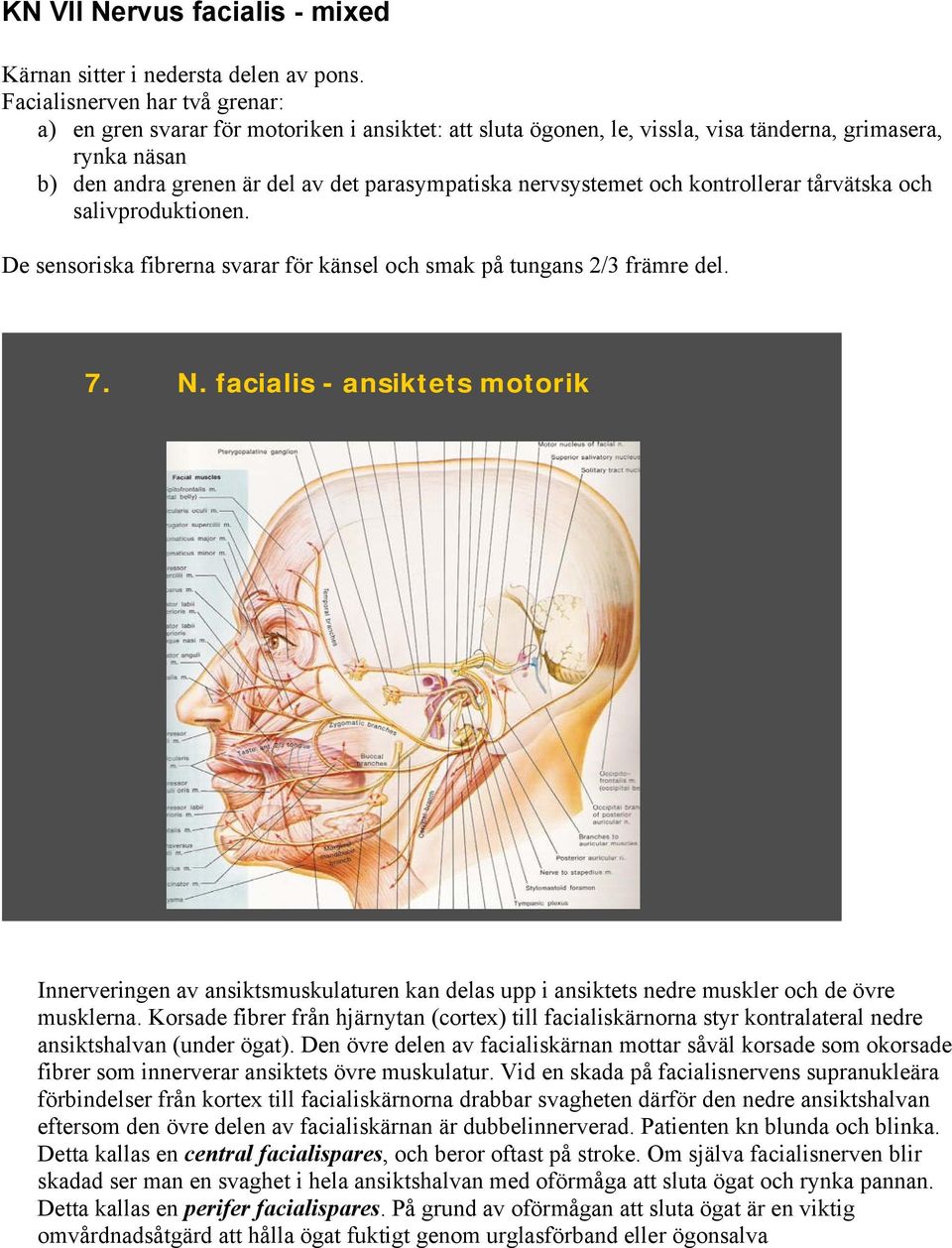 nervsystemet och kontrollerar tårvätska och salivproduktionen. De sensoriska fibrerna svarar för känsel och smak på tungans 2/3 främre del. 7. N.