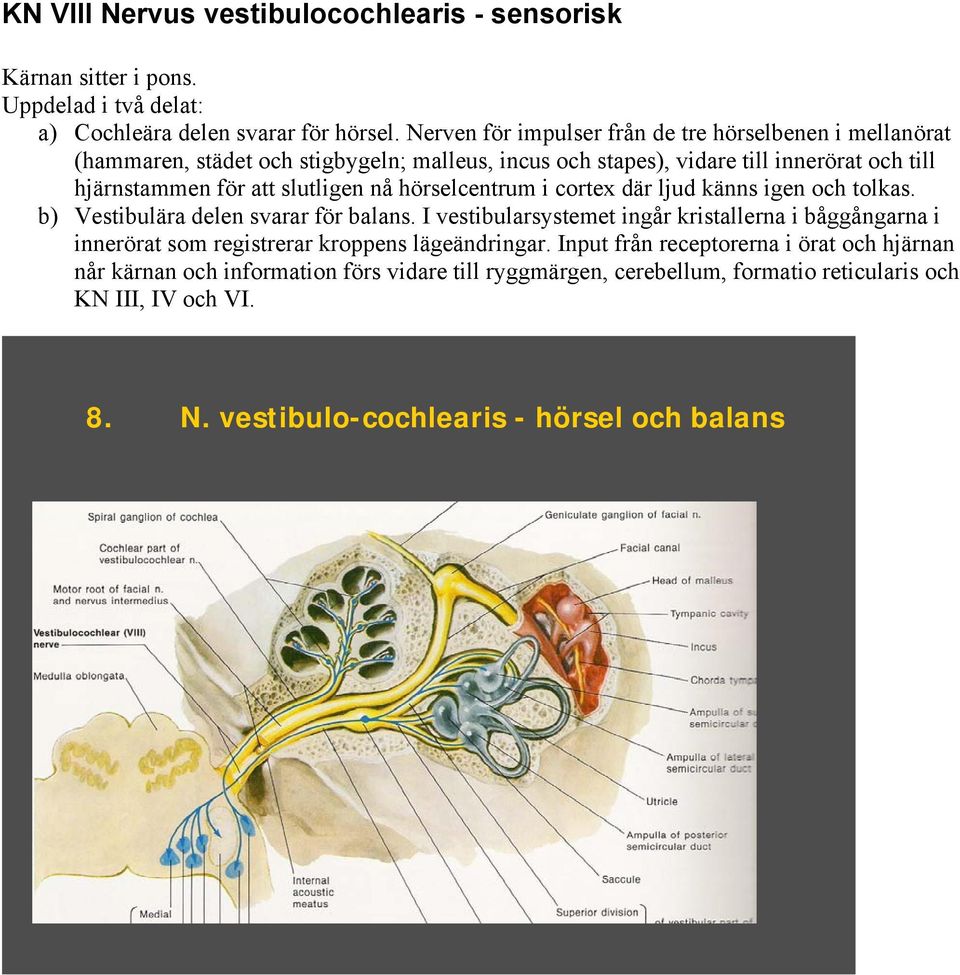 slutligen nå hörselcentrum i cortex där ljud känns igen och tolkas. b) Vestibulära delen svarar för balans.