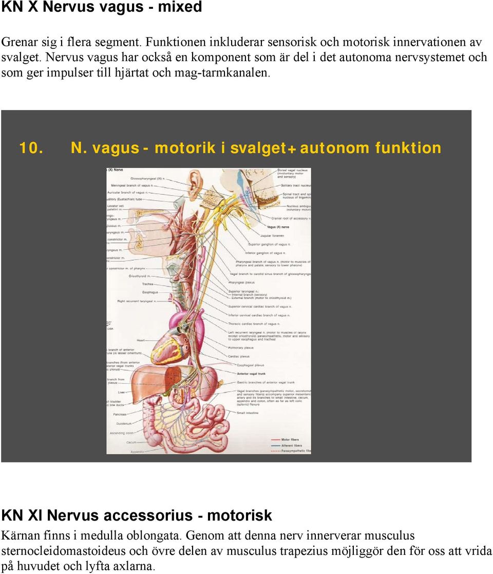 N. vagus - motorik i svalget+autonom funktion KN XI Nervus accessorius - motorisk Kärnan finns i medulla oblongata.