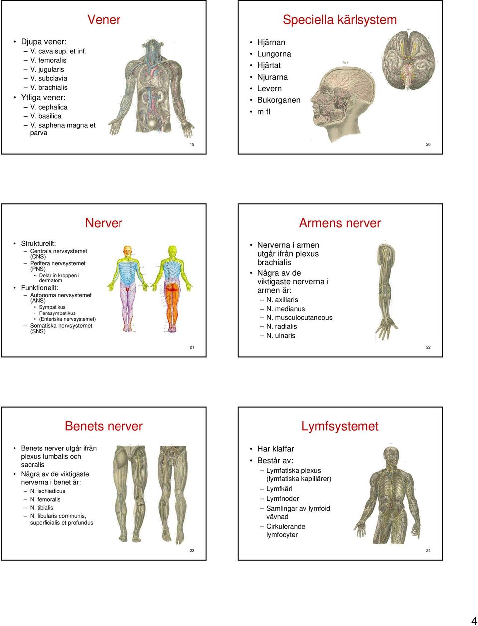 i dermatom Funktionellt: Autonoma nervsystemet (ANS) Sympatikus Parasympatikus (Enteriska nervsystemet) Somatiska nervsystemet (SNS) Nerver Nerverna i armen utgår ifrån plexus brachialis Några av de