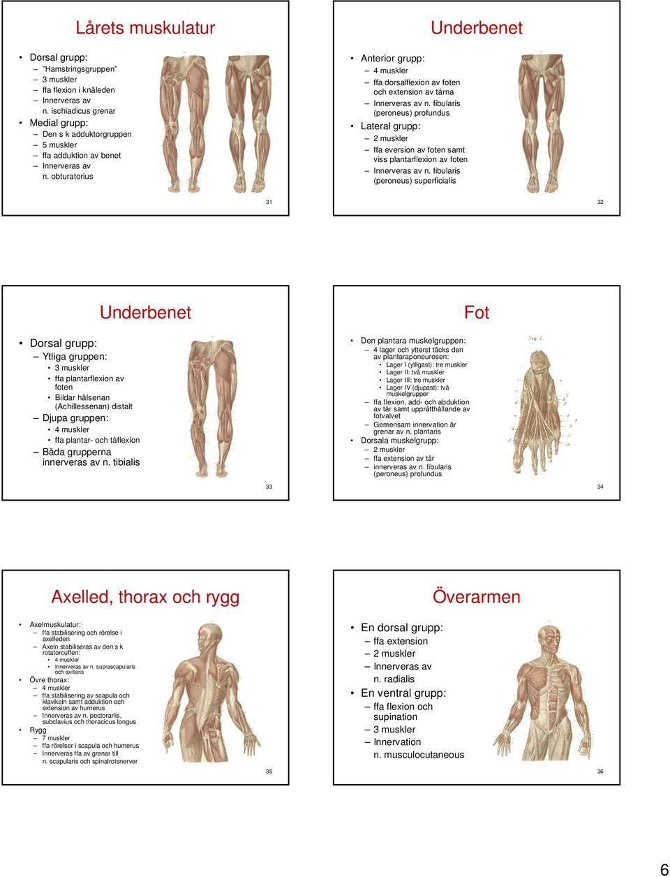 fibularis (peroneus) profundus Lateral grupp: 2 muskler ffa eversion av foten samt viss plantarflexion av foten Innerveras av n.