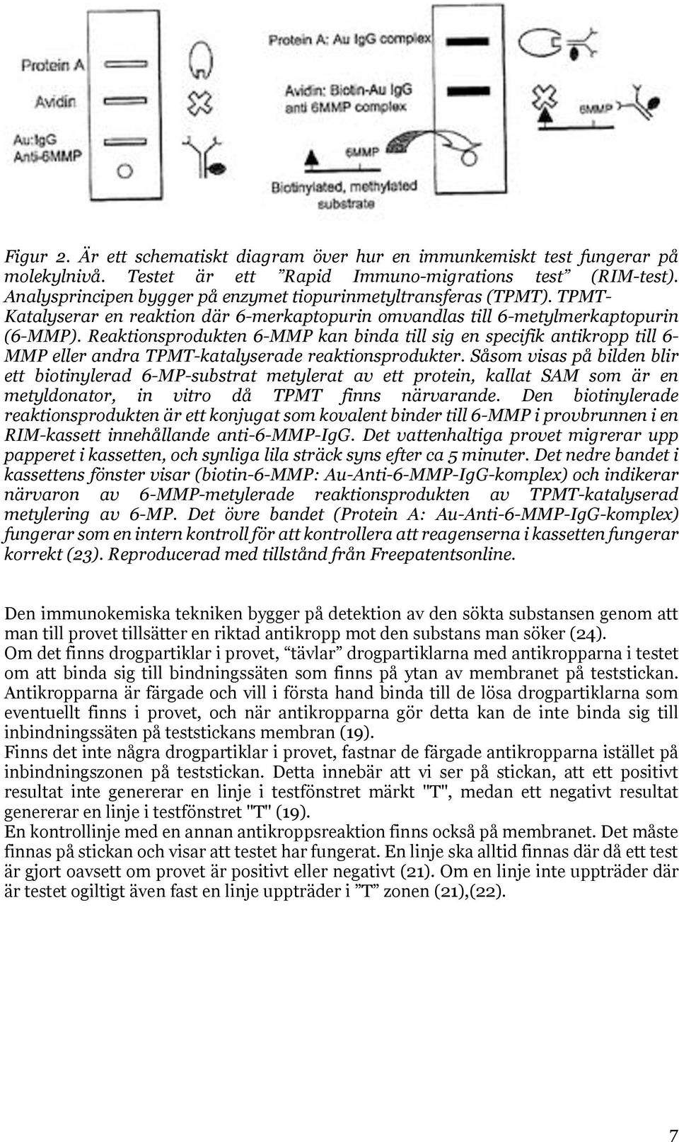 Reaktionsprodukten 6-MMP kan binda till sig en specifik antikropp till 6- MMP eller andra TPMT-katalyserade reaktionsprodukter.