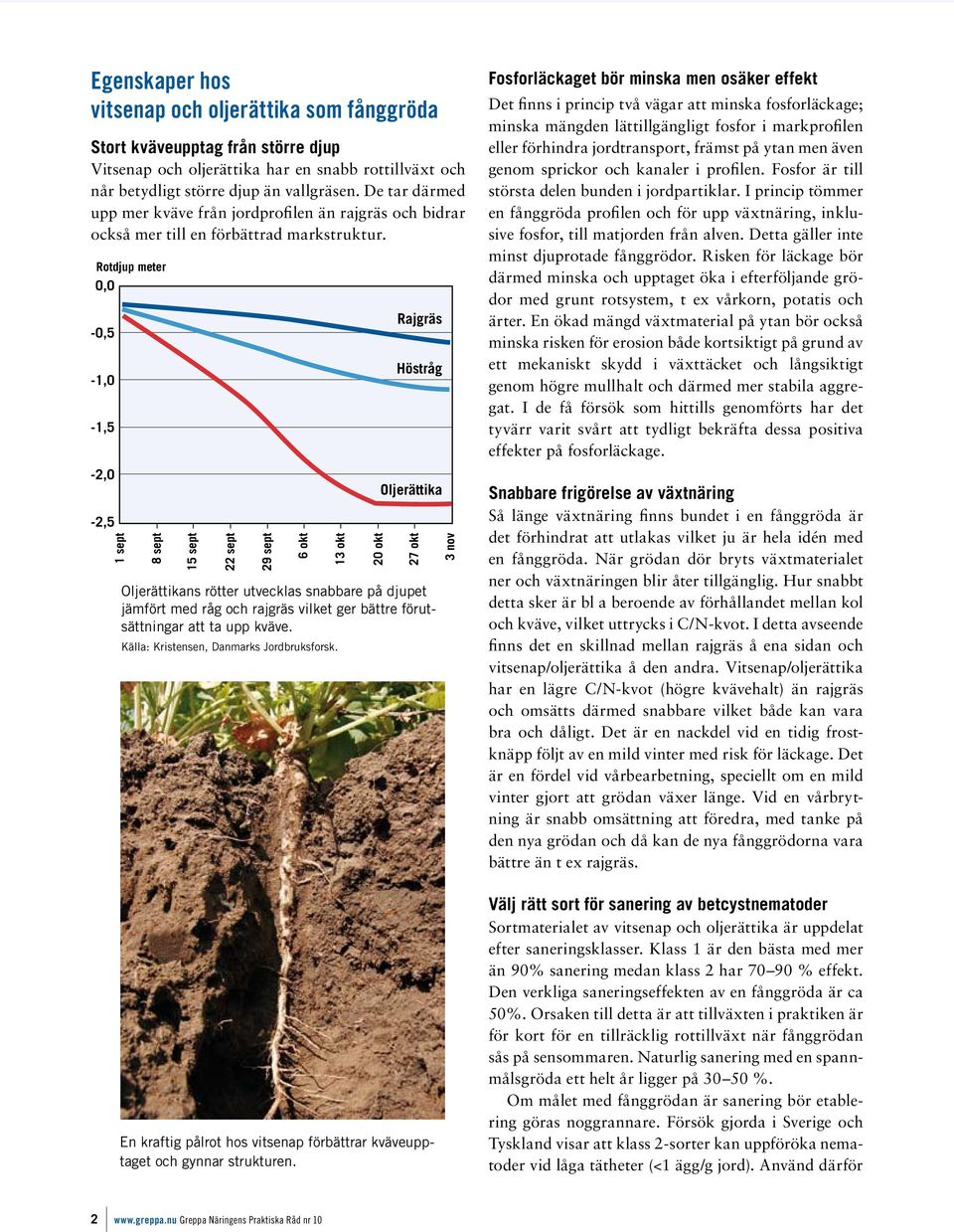 Rotdjup meter 0,0 0,,0,,0, sept sept sept sept 9 sept okt okt 0 okt Rajgräs Höstråg Oljerättika okt Oljerättikans rötter utvecklas snabbare på djupet jämfört med råg och rajgräs vilket ger bättre