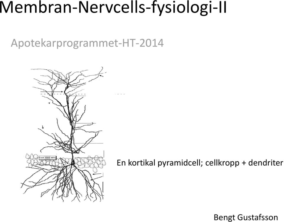 kortikal pyramidcell;