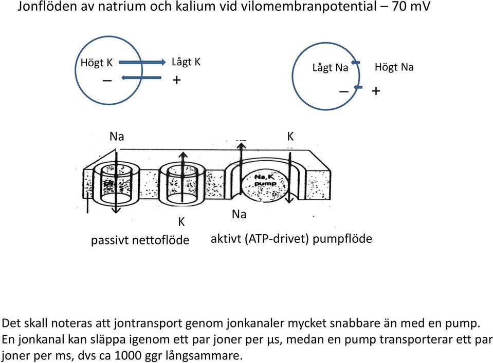 jontransport genom jonkanaler mycket snabbare än med en pump.