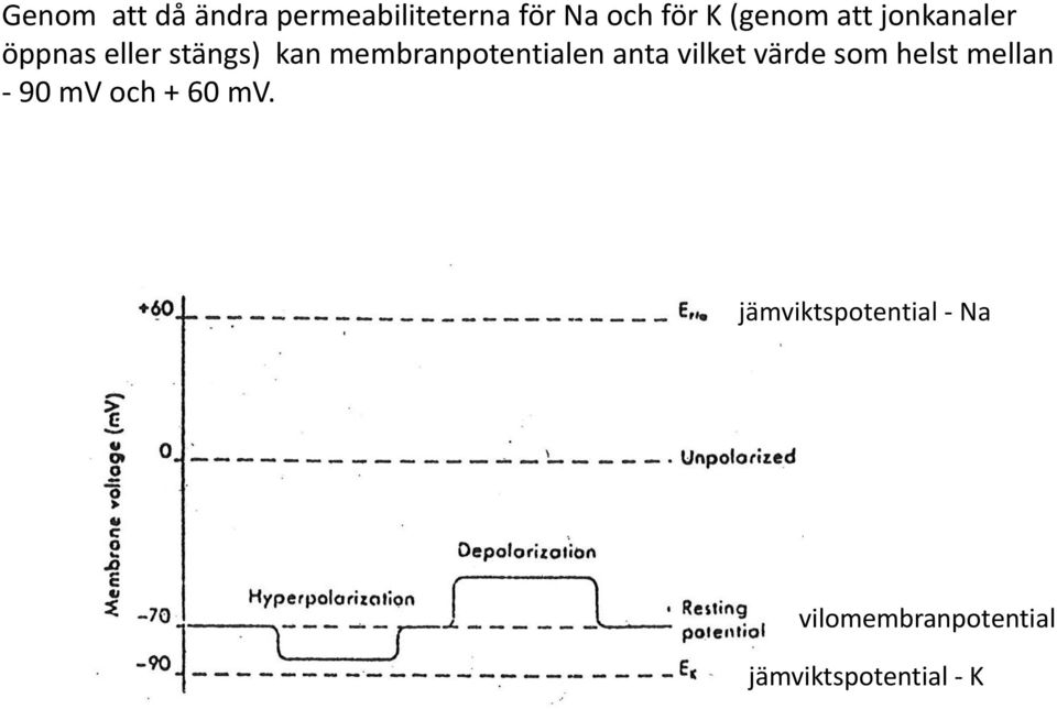 anta vilket värde som helst mellan - 90 mv och + 60 mv.