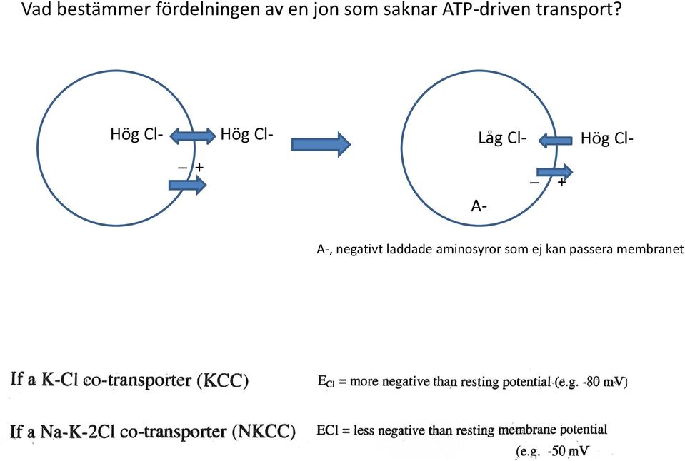 Hög Clhk _ + Hög Cl- Hög Cl- Låg Cl- Låg Cl- _