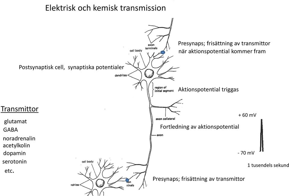 Aktionspotential triggas Transmittor glutamat GABA noradrenalin acetylkolin dopamin