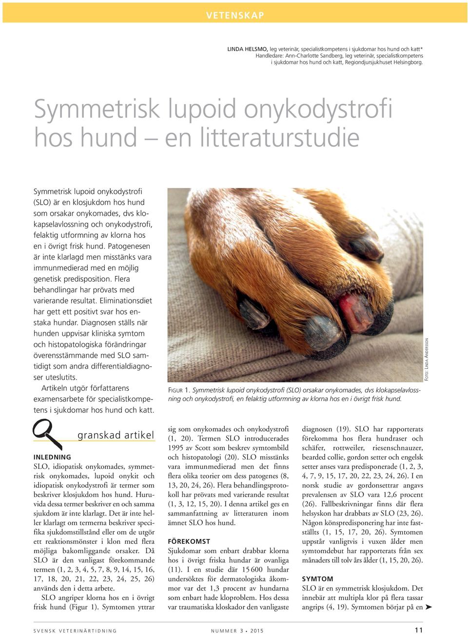 Symmetrisk lupoid onykodystrofi hos hund en litteraturstudie Symmetrisk lupoid onykodystrofi (SLO) är en klosjukdom hos hund som orsakar onykomades, dvs klokapselavlossning och onykodystrofi,