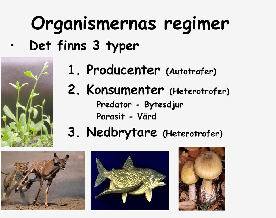 Konsumenter (Heterotrofer) Predator -