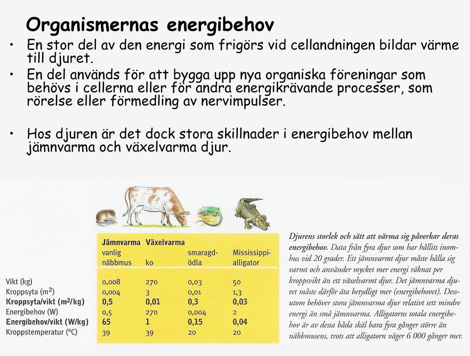 En del används för att bygga upp nya organiska föreningar som behövs i cellerna eller för