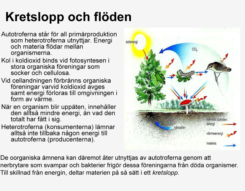 Vid cellandningen förbränns organiska föreningar varvid koldioxid avges samt energi förloras till omgivningen i form av värme.