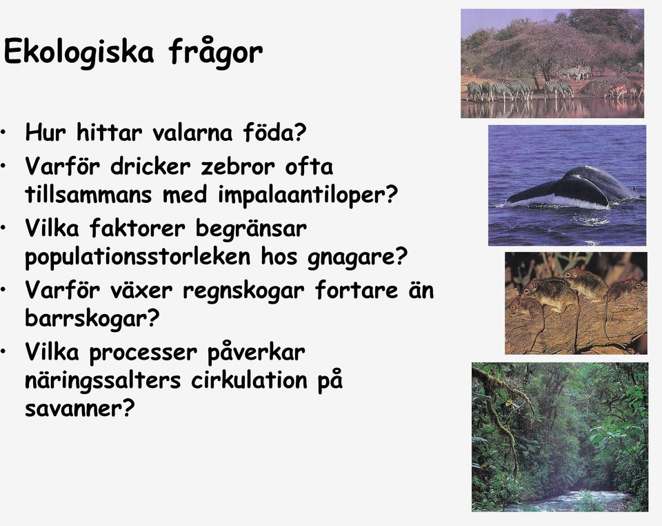 Vilka faktorer begränsar populationsstorleken hos gnagare?