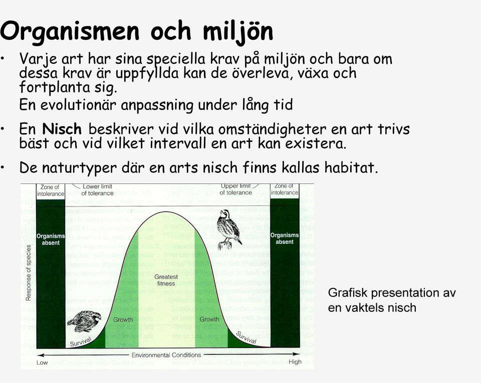 En evolutionär anpassning under lång tid En Nisch beskriver vid vilka omständigheter en art