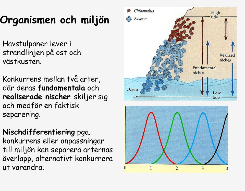 sig och medför en faktisk separering. Nischdifferentiering pga.