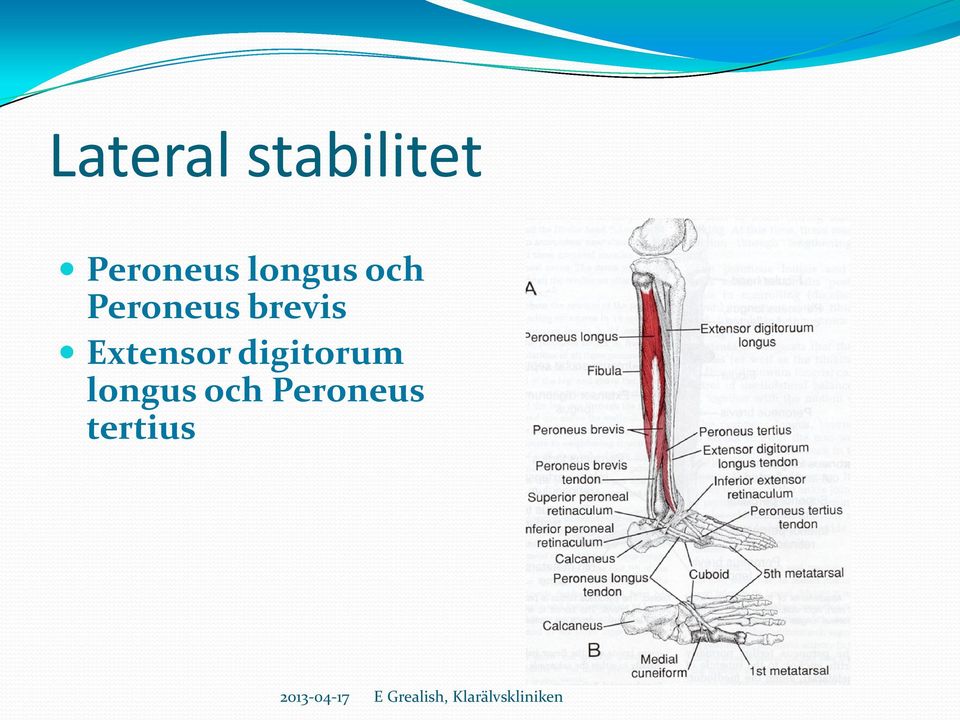 Peroneus brevis Extensor