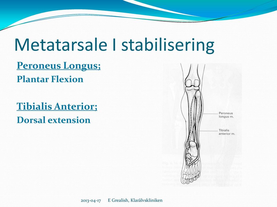 Longus; Plantar Flexion