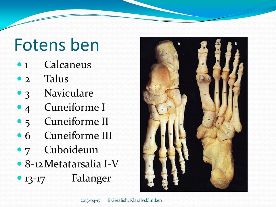 Cuneiforme II 6 Cuneiforme III 7