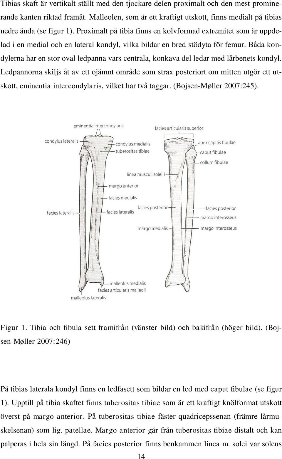Proximalt på tibia finns en kolvformad extremitet som är uppdelad i en medial och en lateral kondyl, vilka bildar en bred stödyta för femur.