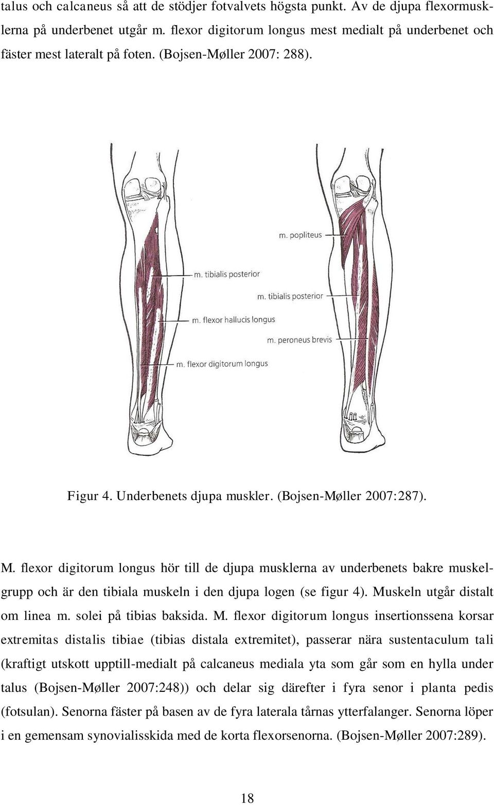 flexor digitorum longus hör till de djupa musklerna av underbenets bakre muskelgrupp och är den tibiala muskeln i den djupa logen (se figur 4). Muskeln utgår distalt om linea m.