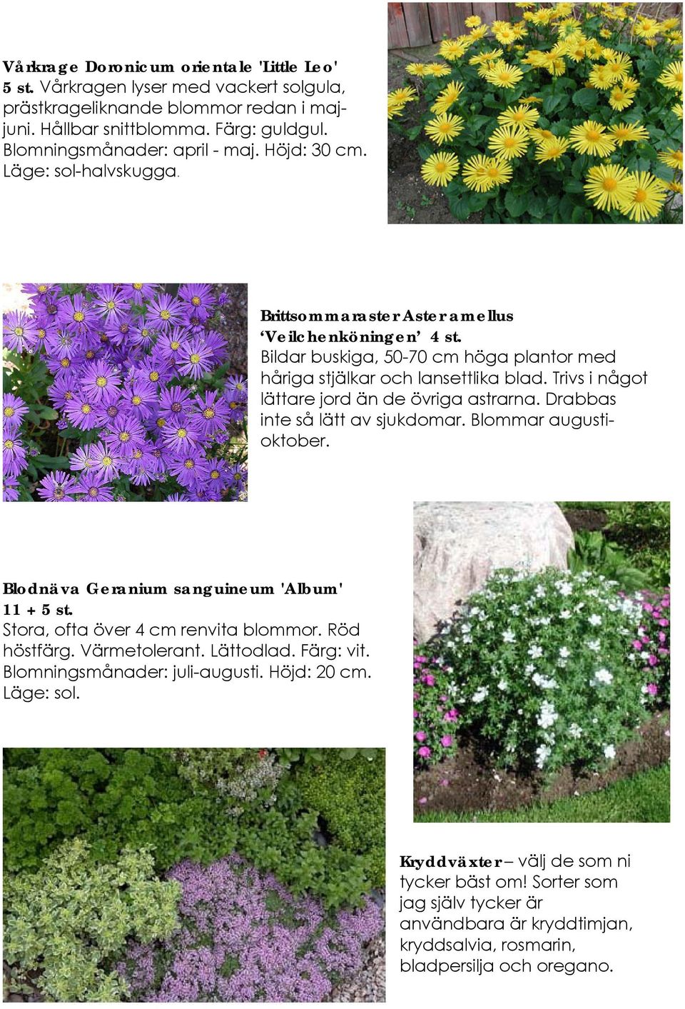 Trivs i något lättare jord än de övriga astrarna. Drabbas inte så lätt av sjukdomar. Blommar augustioktober. Blodnäva Geranium sanguineum 'Album' 11 + 5 st. Stora, ofta över 4 cm renvita blommor.